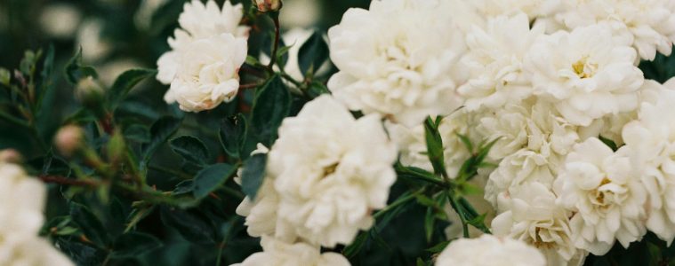 pexels-holodna-17864190