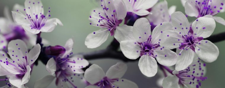 pexels-inspiredimages-132474