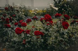 pexels-iriser-974871 copy