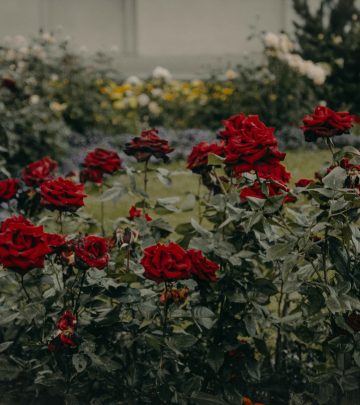 pexels-iriser-974871 copy