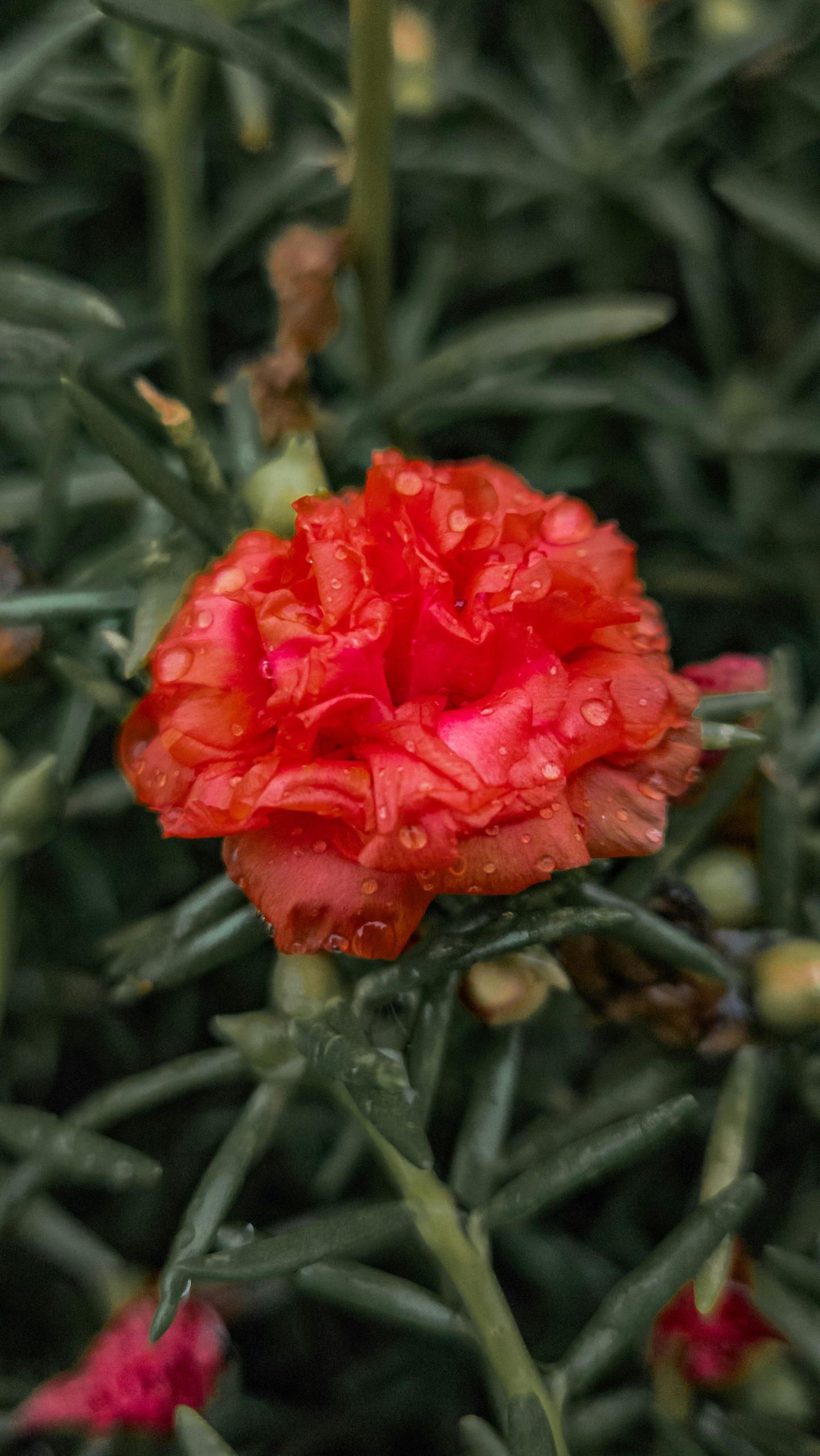 pexels-ivett-32219356