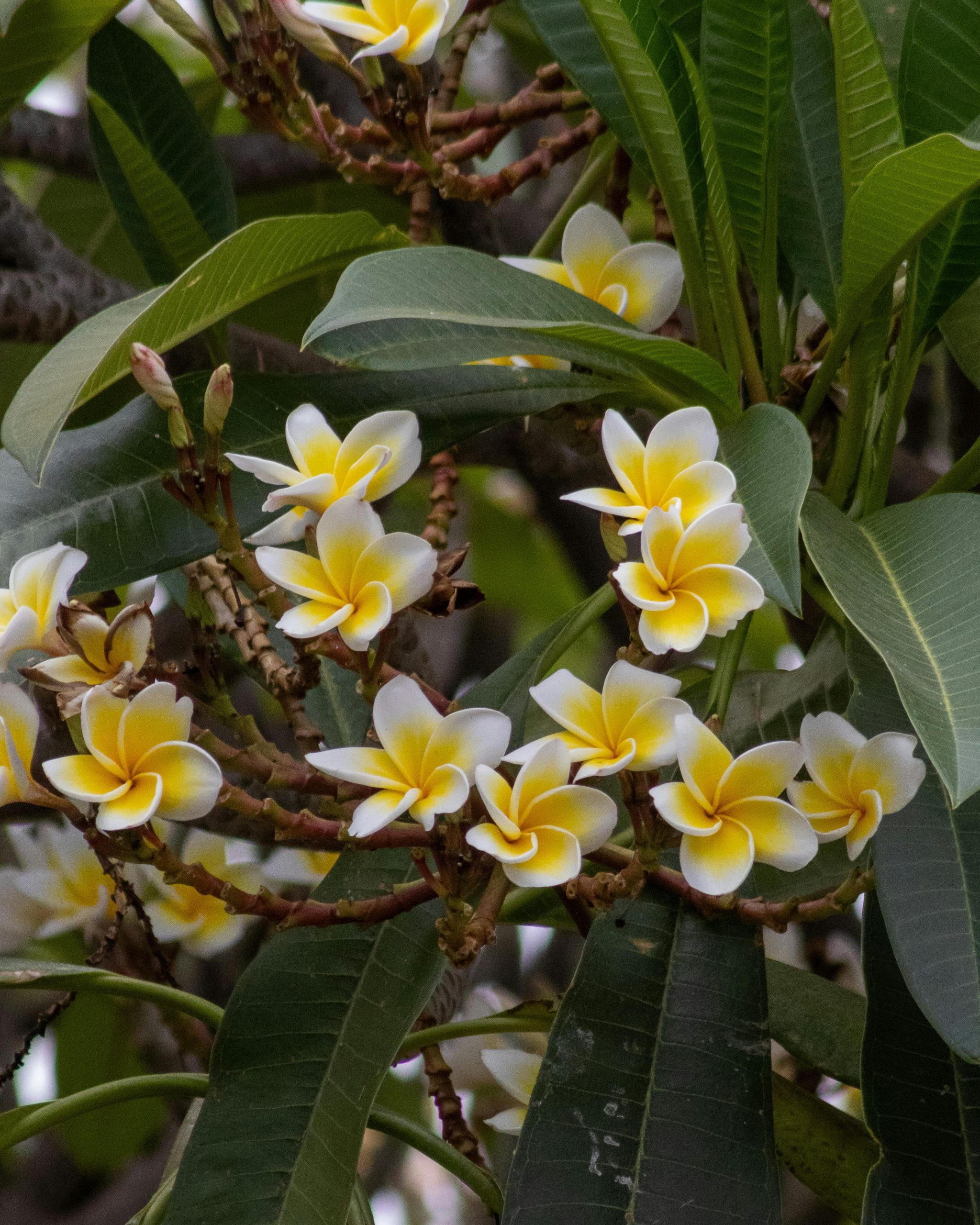 pexels-joao-pedro-scarpa-balestrieiro-1351706869-29464798