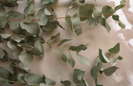 pexels-kristina-gain-1950685-5247840 copy