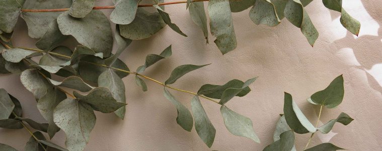 pexels-kristina-gain-1950685-5247840 copy