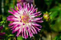 pexels-lichtblick800-9862580 copy