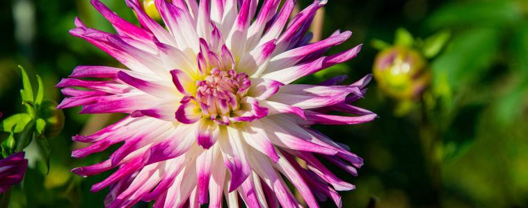 pexels-lichtblick800-9862580 copy