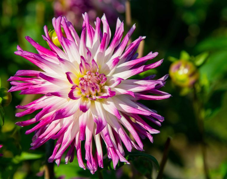 pexels-lichtblick800-9862580 copy