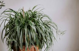 pexels-matreding-11363314 copy