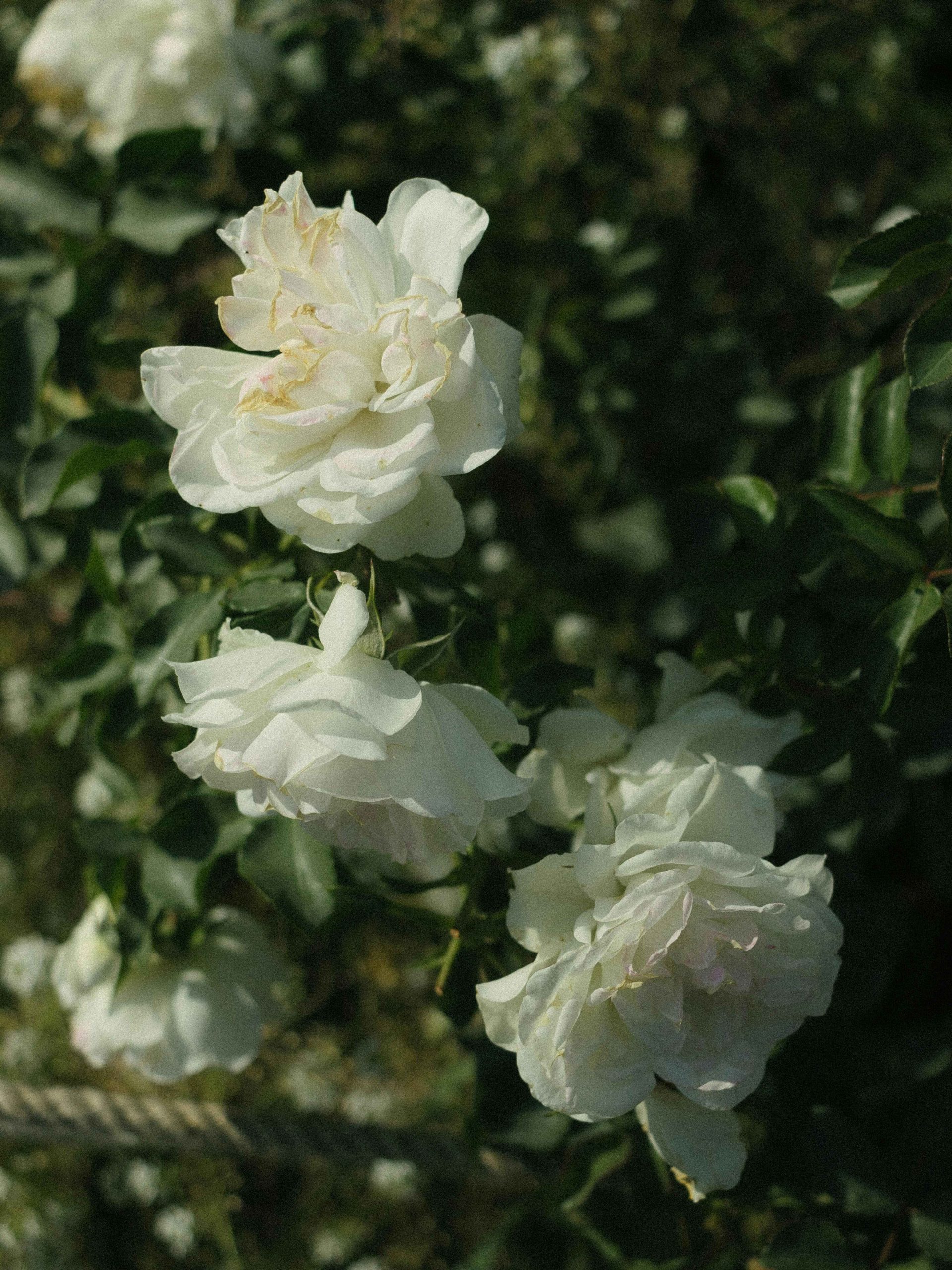 pexels-moklebust-30147782 copy