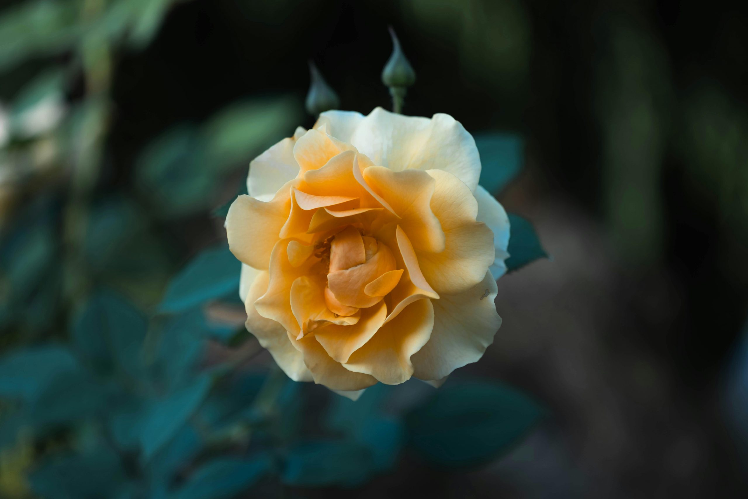 pexels-owen-outdoors-409204690-34138480