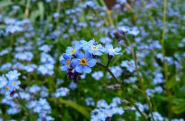 pexels-pixabay-60005