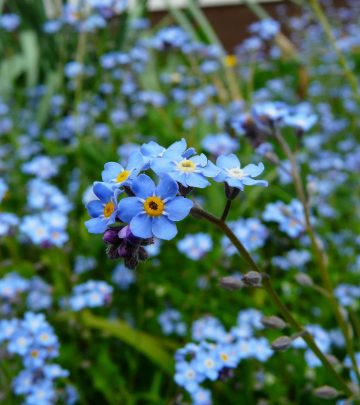 pexels-pixabay-60005