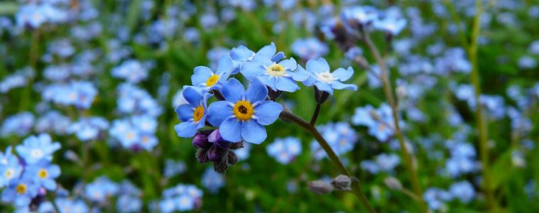 pexels-pixabay-60005