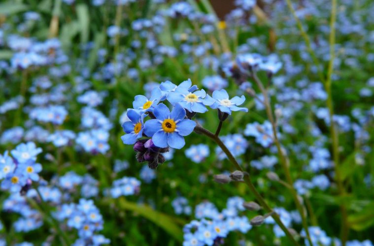 pexels-pixabay-60005