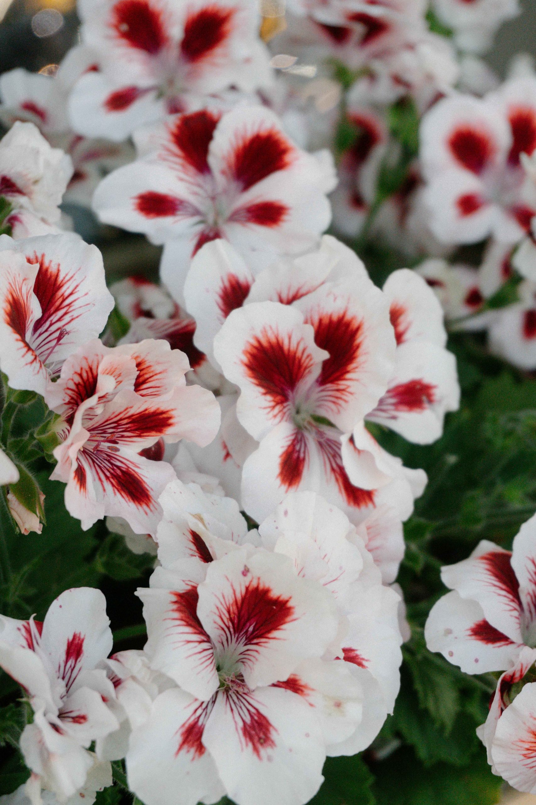 pexels-raymond-petrik-1448389535-32785622 copy