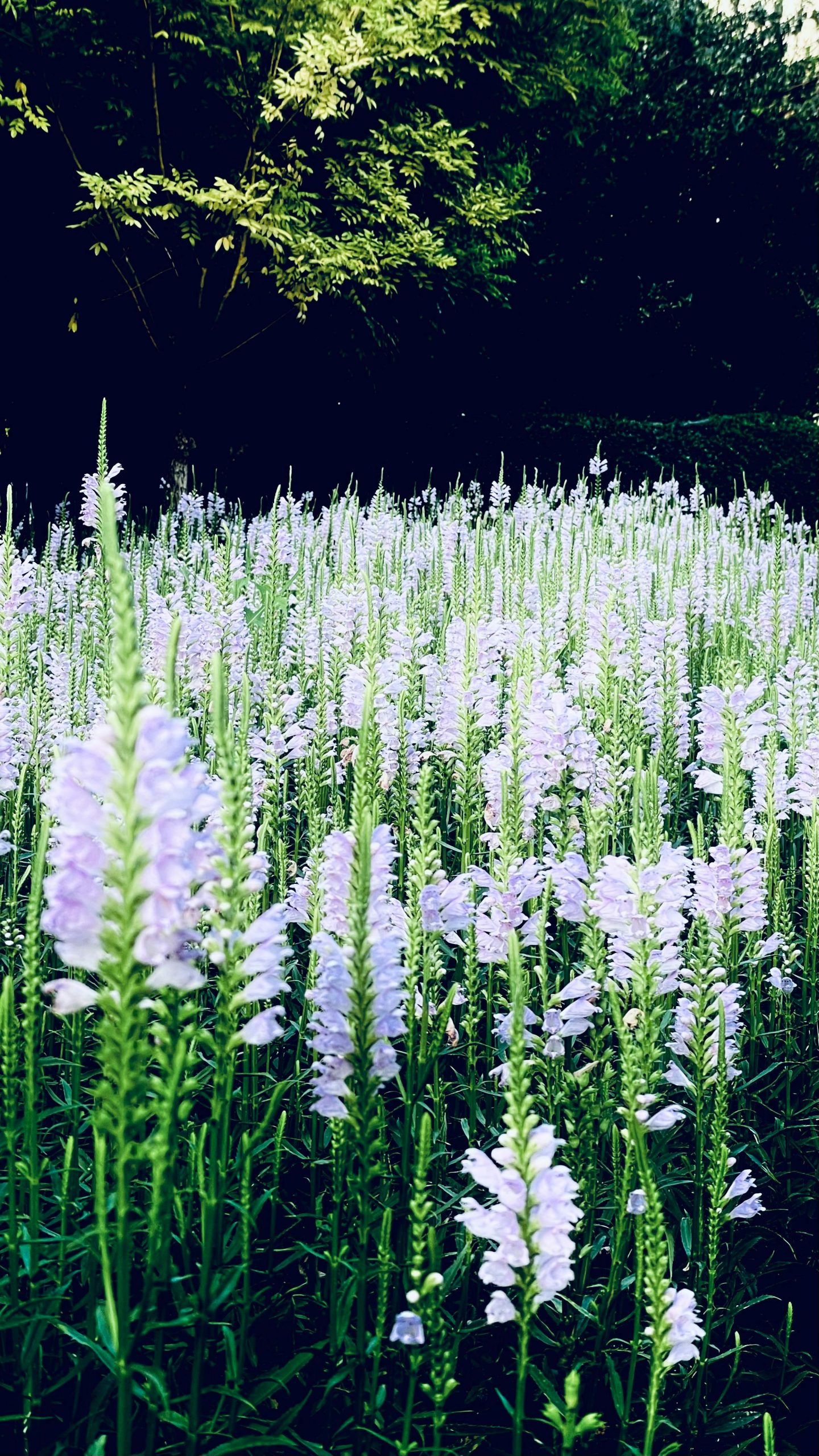 pexels-shuaizhi-tian-485596-13008990