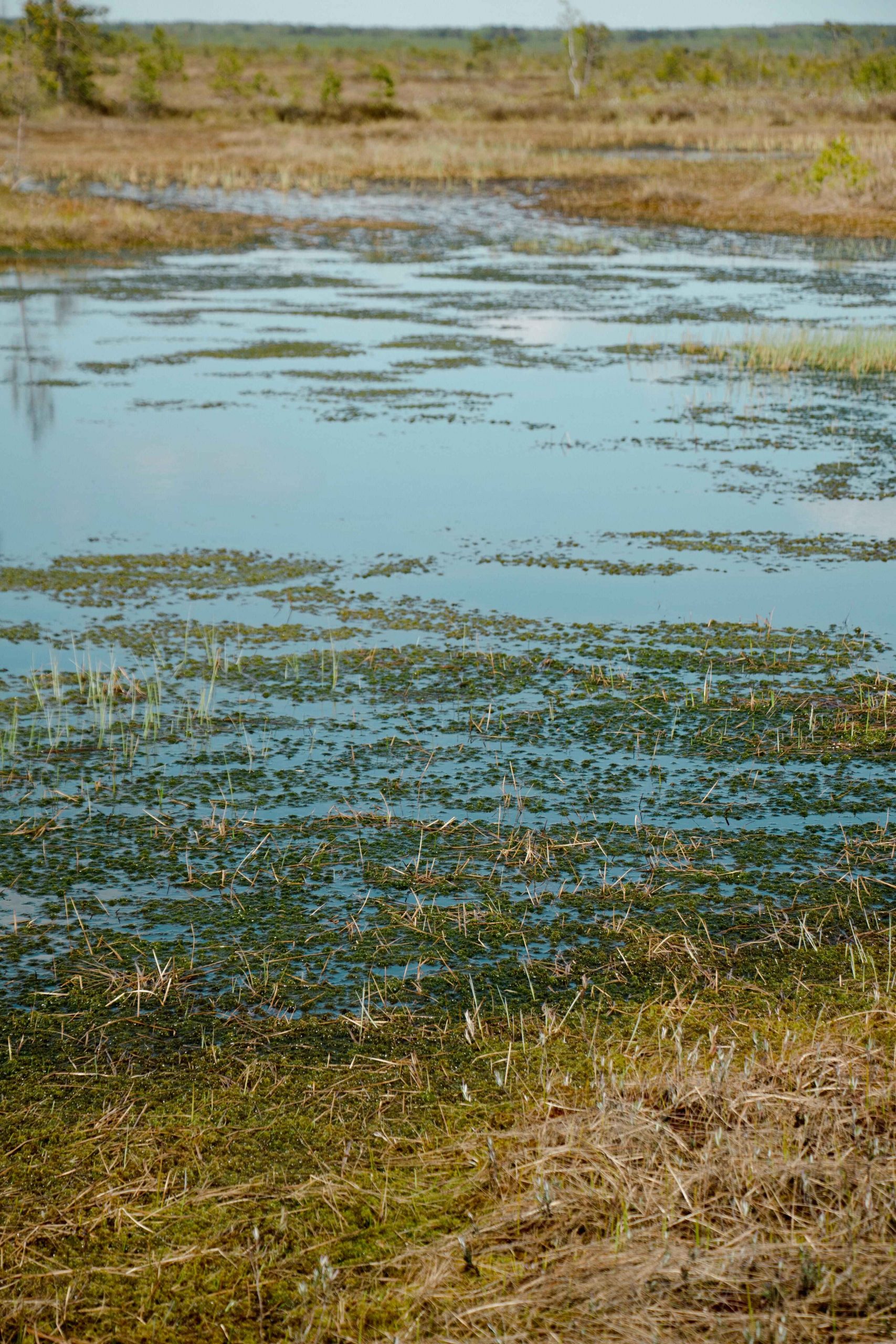 pexels-valeria-klys-343615194-16790505 copy