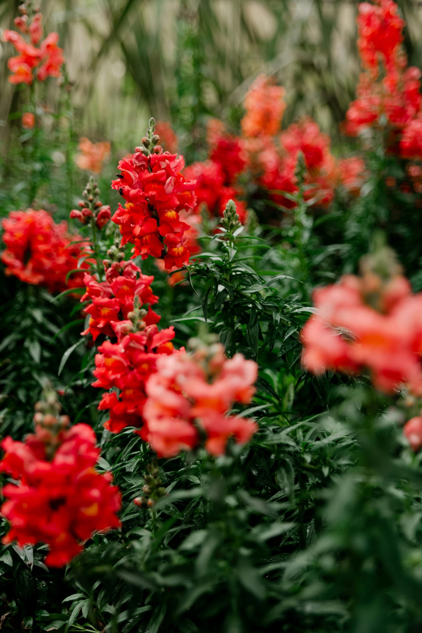 pexels-viniciusvieirafotografia-34174877