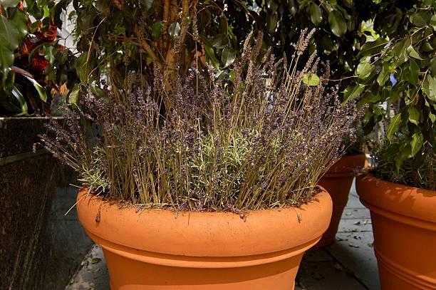 gettyimages-590629542-612x612