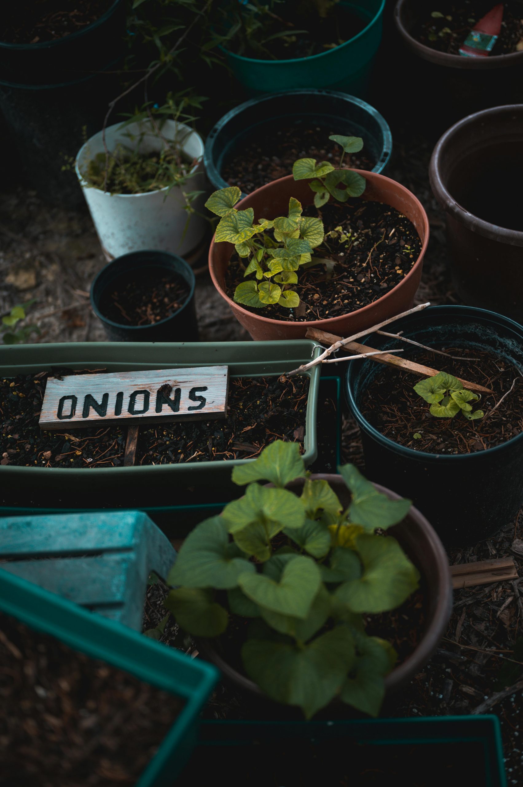 pexels-alfomedeiros-12916203