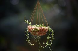 pexels-chappie-3923162-12899425