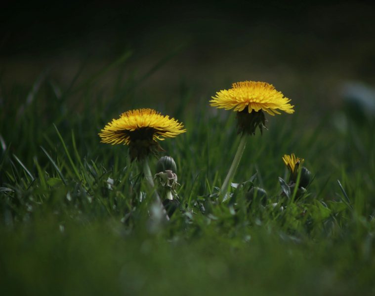 pexels-creative-gaze-50264454-7903920