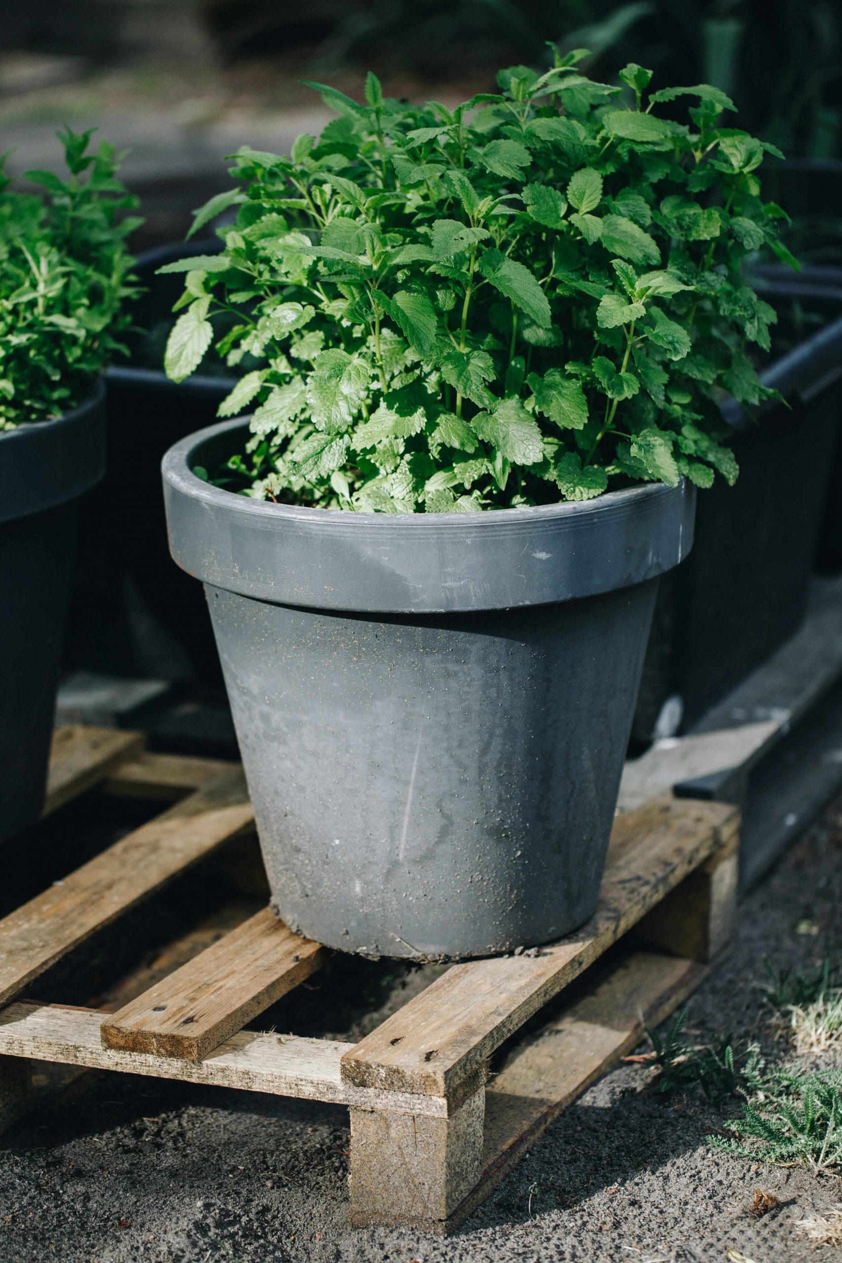 pexels-damianapanasowicz-4390604 (1)