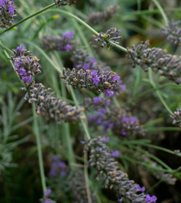 pexels-eugeniusz-5207707 copy