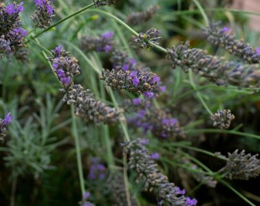 pexels-eugeniusz-5207707 copy