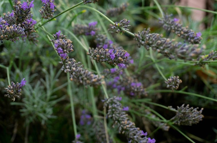 pexels-eugeniusz-5207707 copy