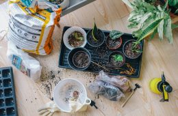 pexels-huy-phan-316220-2987081