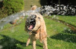 pexels-jack-geo-1044056