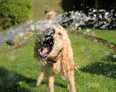 pexels-jack-geo-1044056