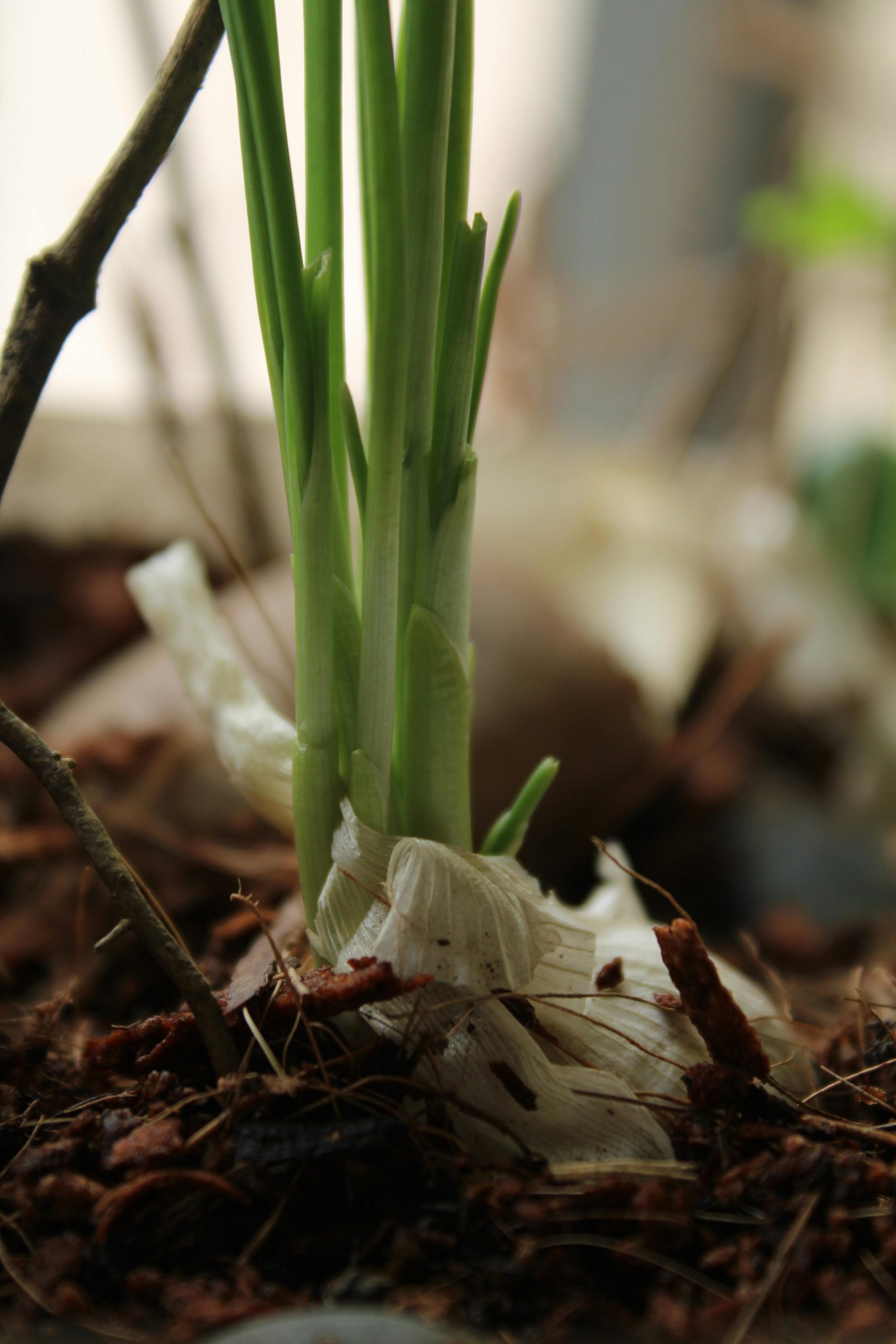 pexels-jahratreza-35037737