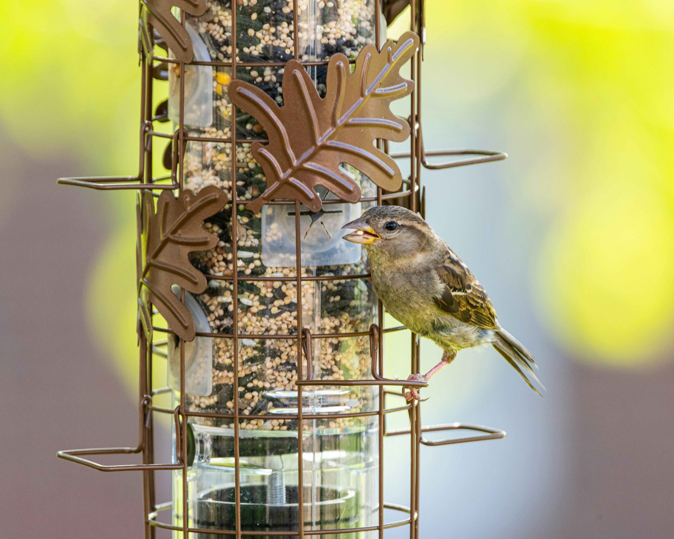 pexels-jay-brand-1763356224-32715566 (1)