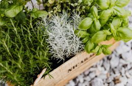 pexels-karola-g-4750311 copy