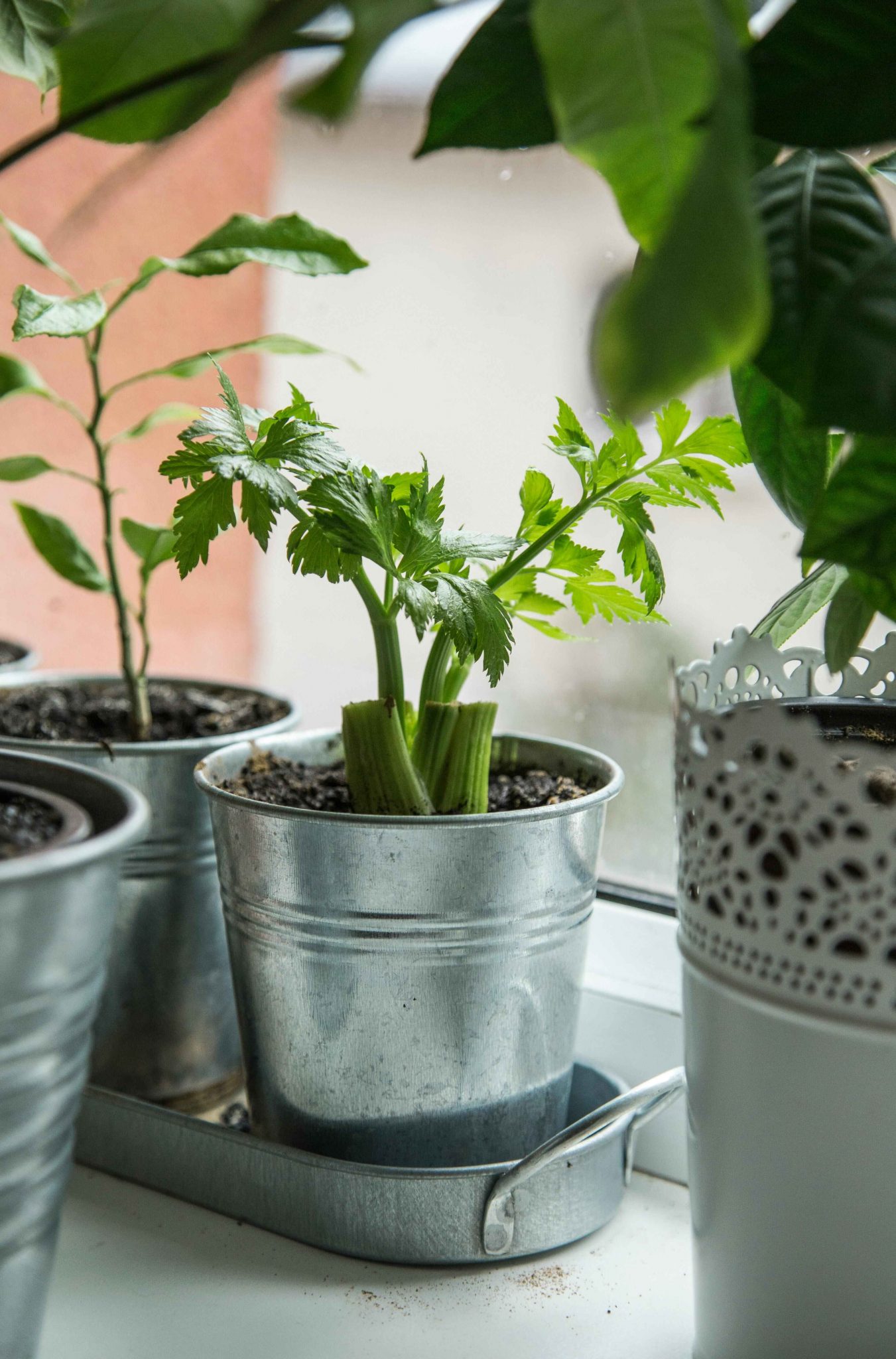 How to successfully grow celery in your garden pots | SA Garden and Home