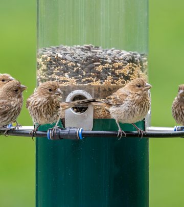 pexels-mnannapaneni-20436458