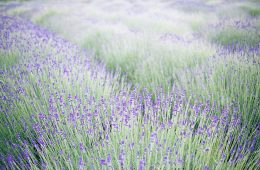 pexels-orlovamaria-4916243