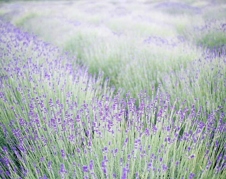 pexels-orlovamaria-4916243