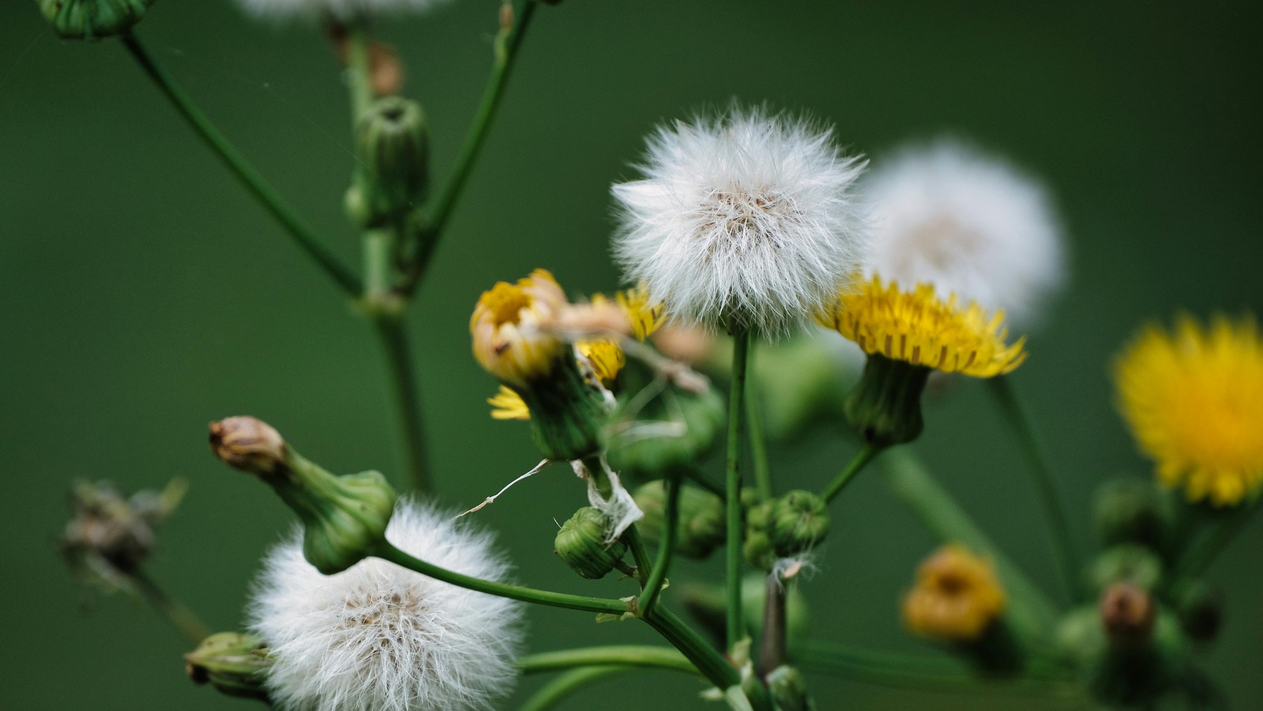 pexels-photoscene-8472258