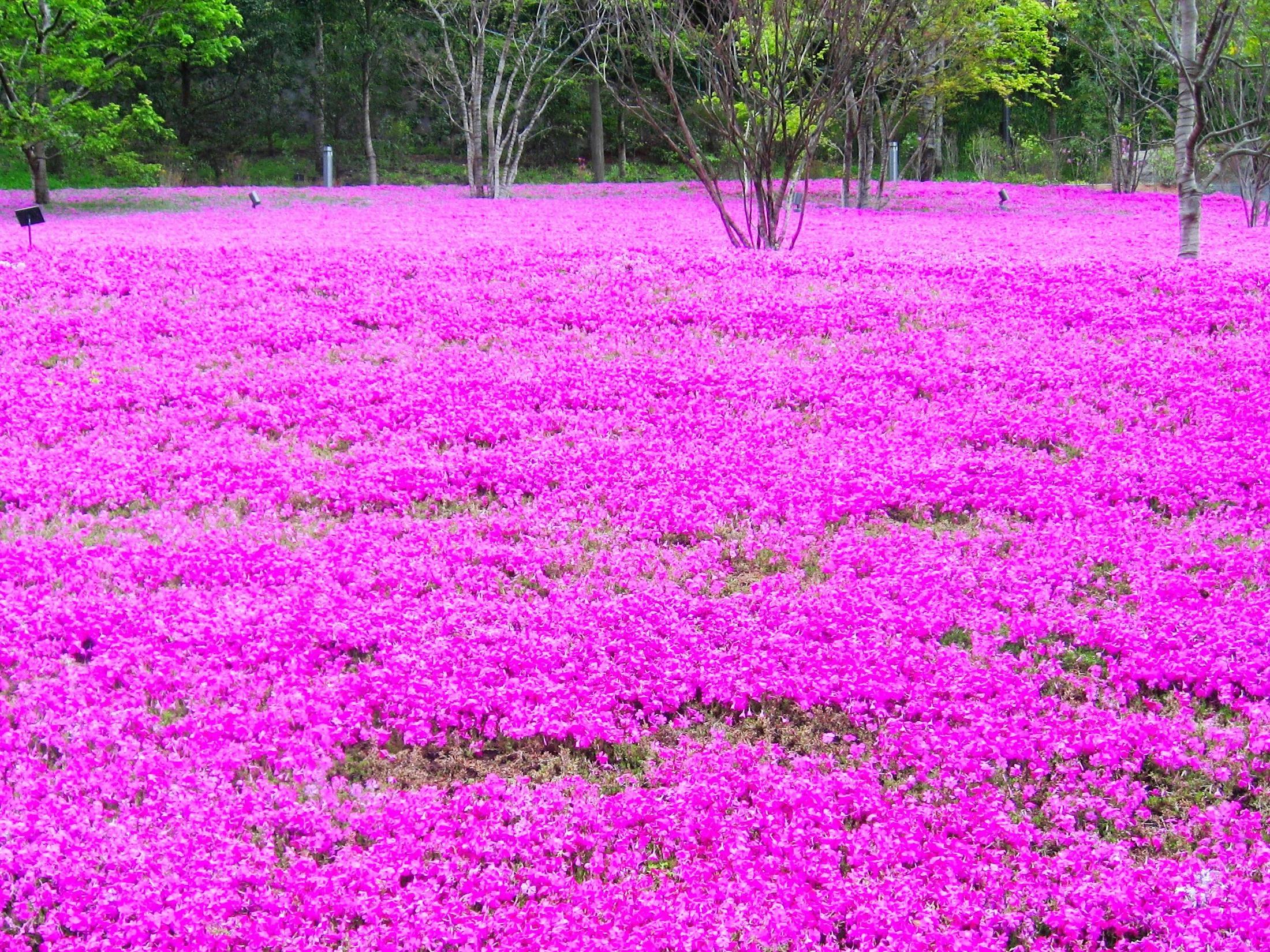 pexels-pixabay-210497