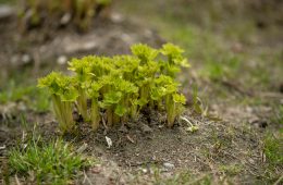 pexels-sejio402-29152230