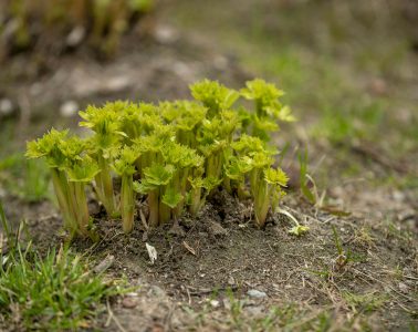 pexels-sejio402-29152230