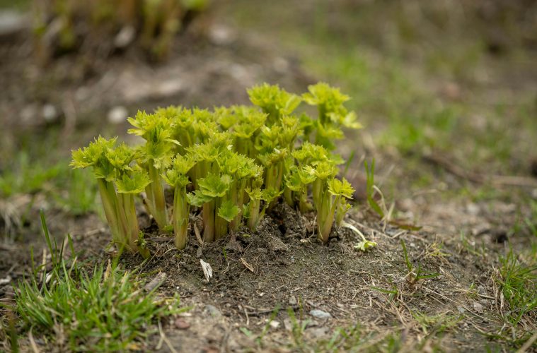 pexels-sejio402-29152230