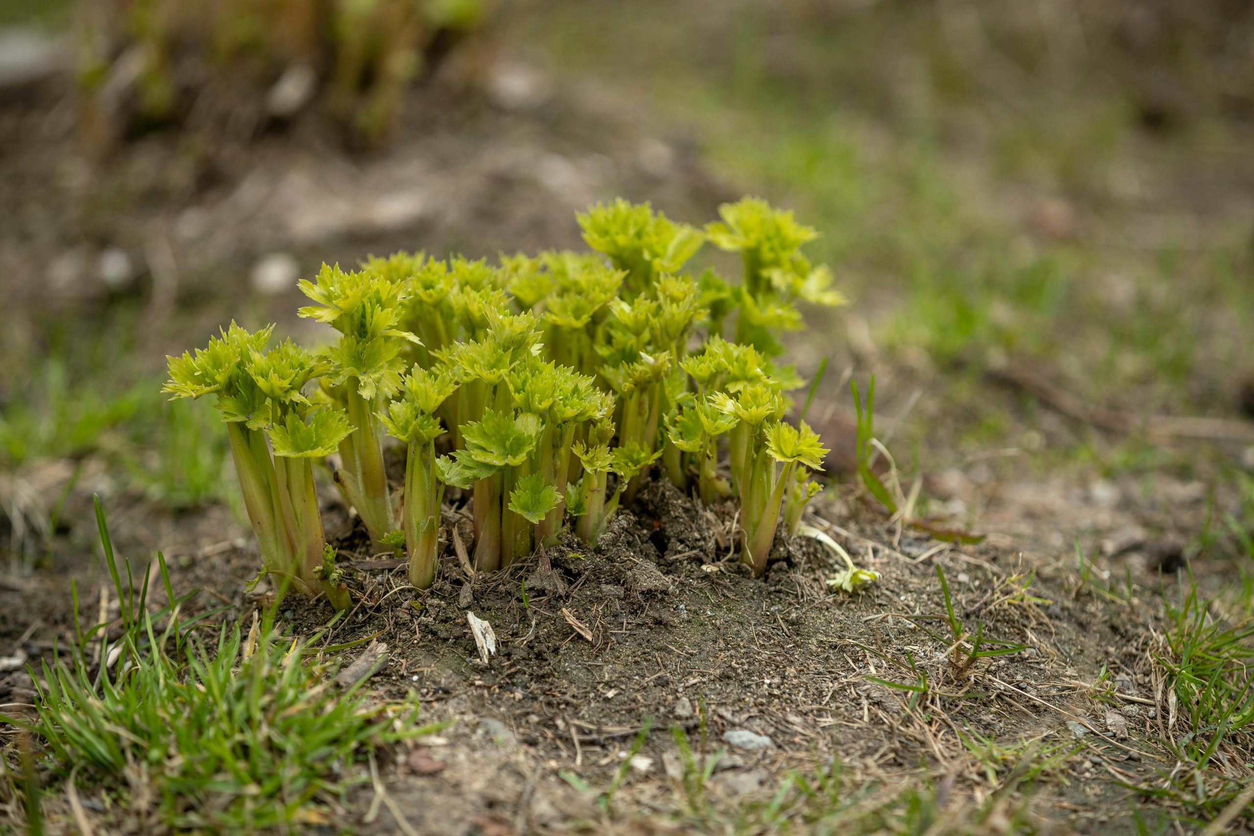 pexels-sejio402-29152230