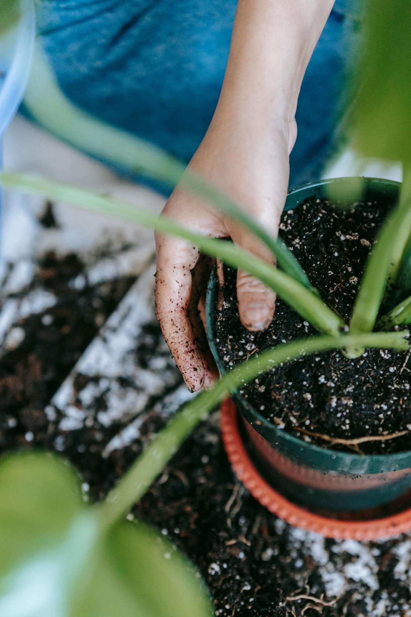 Does potting soil go bad? Here's what gardeners should know