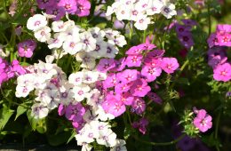 aleksandr-gorlov-vKgzD