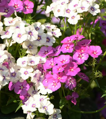 aleksandr-gorlov-vKgzD