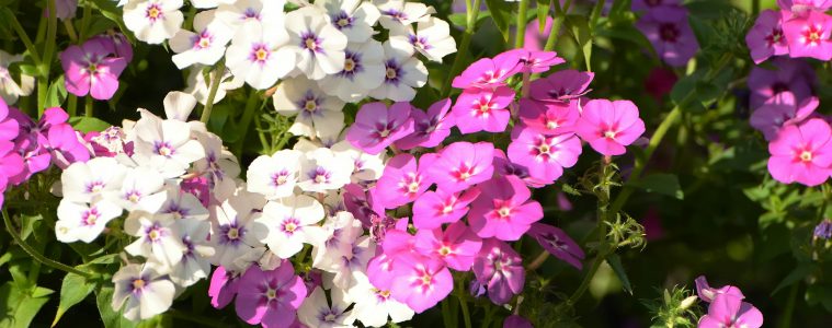 aleksandr-gorlov-vKgzD